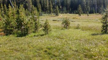 Pacific Crest Meadow