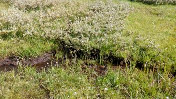 Pacific Crest Meadow