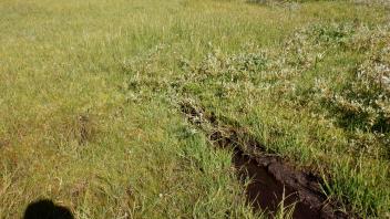 Pacific Crest Meadow