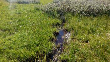 Pacific Crest Meadow
