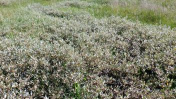 Pacific Crest Meadow