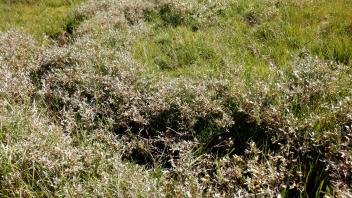Pacific Crest Meadow