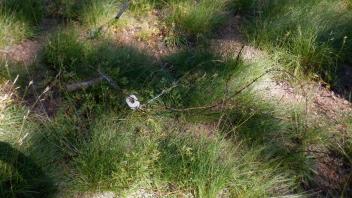 Pacific Crest Meadow