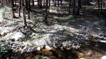 Plum Creek