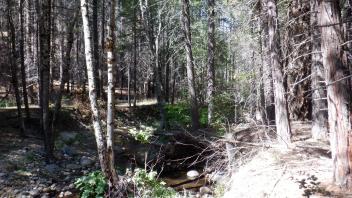 Plum Creek