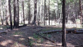 Plum Creek