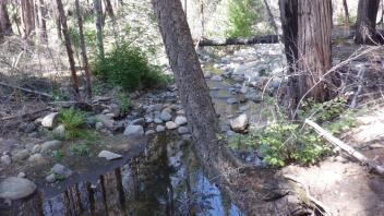 Plum Creek