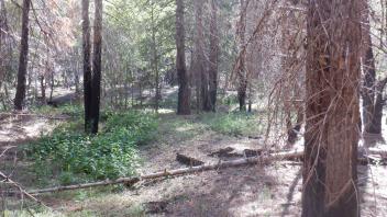 Elkins Flat