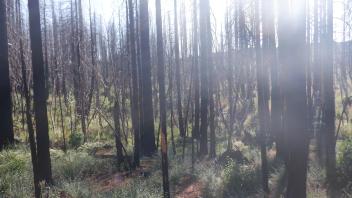 Big Canyon Meadow Auxiliary Image