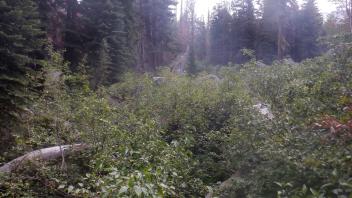 Strawberry Creek