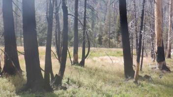 Strawberry Creek