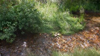Strawberry Creek