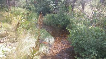Strawberry Creek