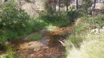 Strawberry Creek