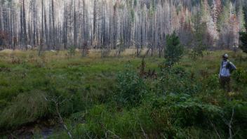 Strawberry Creek