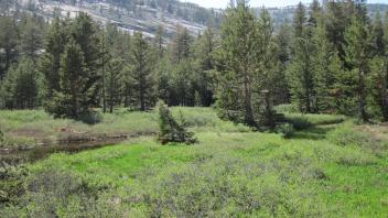Dense lodgepole at bottom of meadow