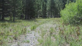 Distant View Toward Willow Creek and Meadow Out of View