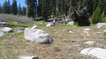 Downed Logs