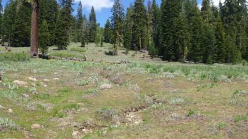 Downstream Tributary Channel