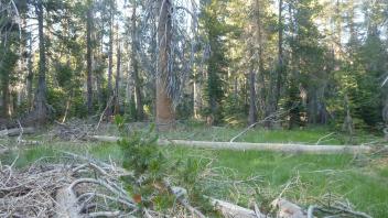 Dry meadow area near trail junction