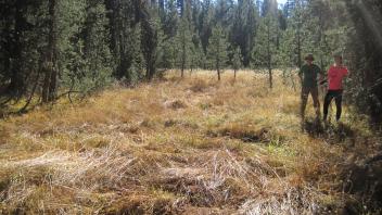 Eastern-most meadow section Without transect