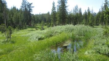 Elevated Channel (View from Upstream)