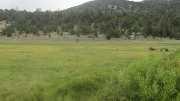 End of lower transect looking east