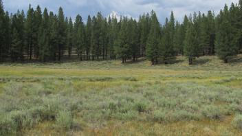 End of lower transect, looking northeast