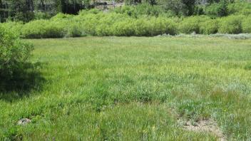 End of lower transect, looking south