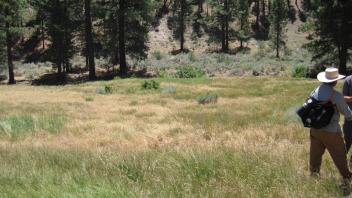 End of lower transect, looking south
