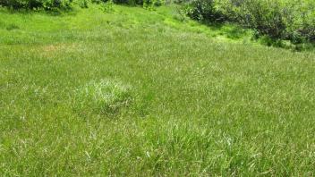 End of lower transect, looking west
