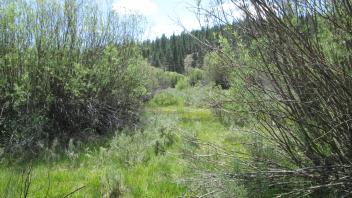 End of lower transect, looking west