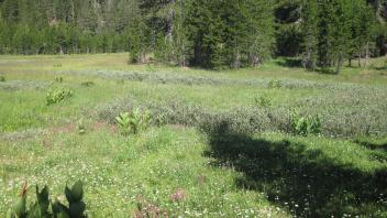 End of middle transect, looking northwest