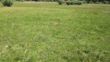 End of middle transect, looking northwest