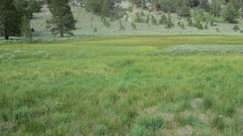 End of middle transect, looking southwest