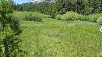 End of middle transect, looking west
