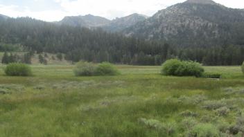 End of upper transect