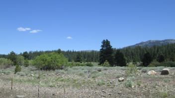 End of upper transect, looking east