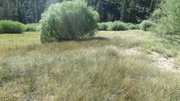 End of upper transect, looking northwest