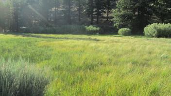 End of upper transect, looking northwest