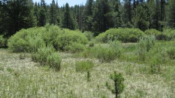 End of upper transect, looking south