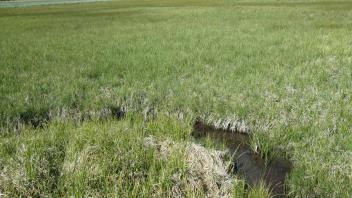 End of upper transect, looking southeast