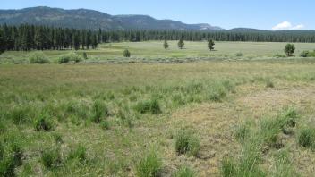 End of upper transect