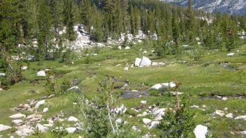 Example of what we thought were gullies running through Meadow