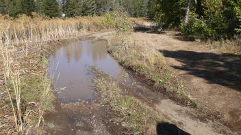 Flooded forest road