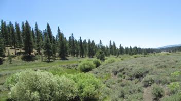 From check dam looking downstream. Narrow riparian corridor, inset floodplain, sage on top of banks