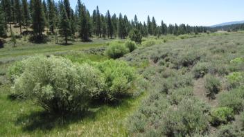 From check dam looking downstream. Narrow riparian corridor, inset floodplain, sage on top of banks