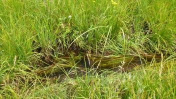 Groundwater entering channel