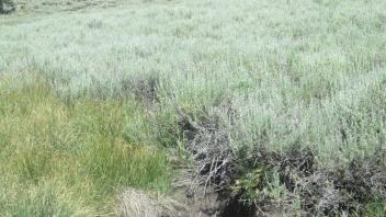 Headcut in middle meadow, wide, 2 feet tall, unstable