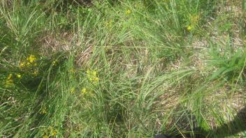 Headcut in upper meadow